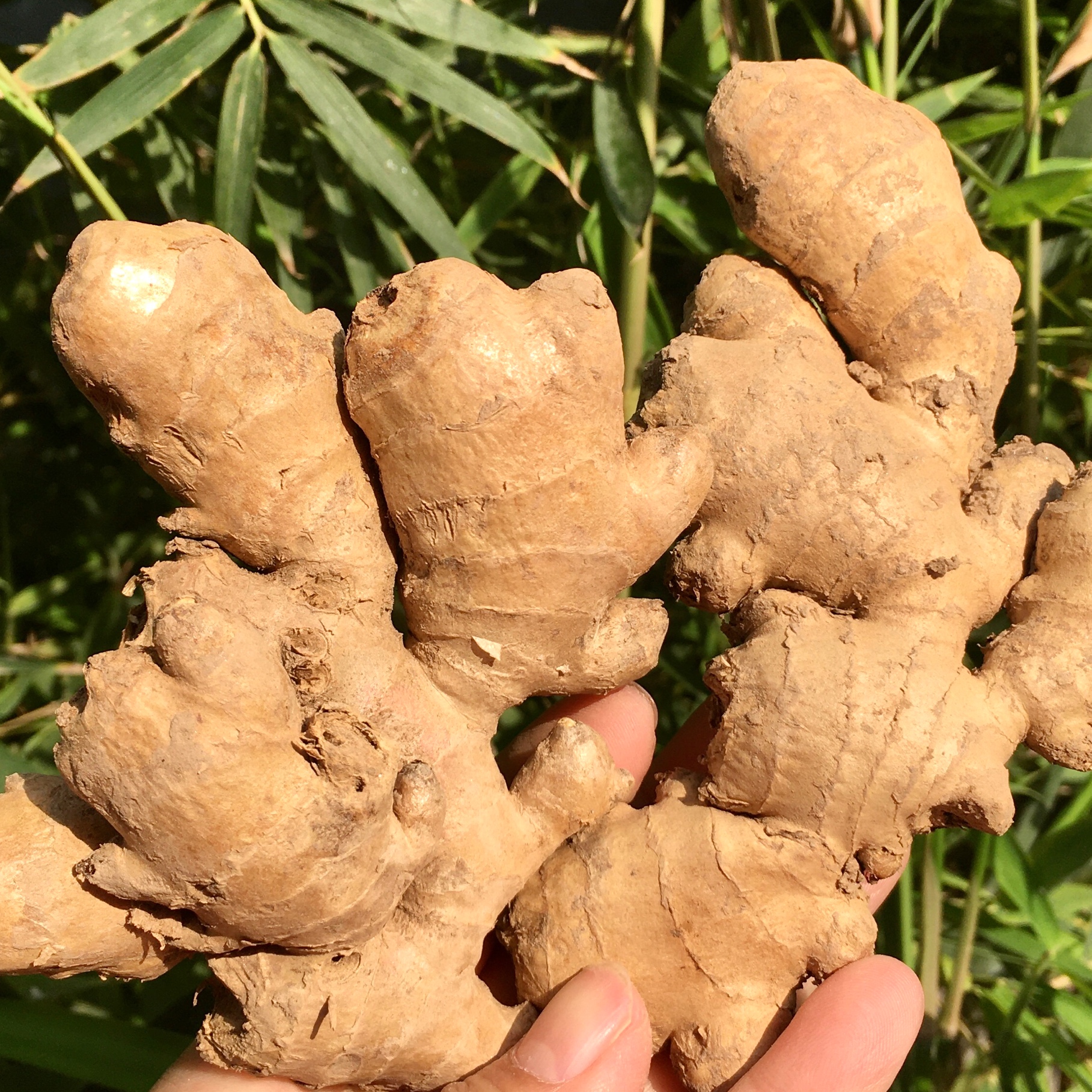 可以口服的生姜纯露 地道怀姜制作 各有所爱商城网站